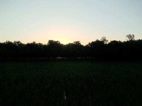 Village Beautiful Scenery - Paddy Field, Village Jungle Flowers, Village Evening, Fruit Tree Garden, Village Sunset, Village River