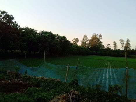 Village Beautiful Scenery - Paddy Field, Village Jungle Flowers, Village Evening, Fruit Tree Garden, Village Sunset, Village River