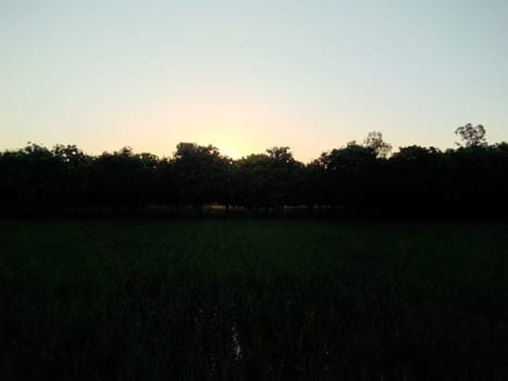 Village Beautiful Scenery - Paddy Field, Village Jungle Flowers, Village Evening, Fruit Tree Garden, Village Sunset, Village River