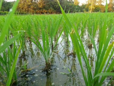 Village Beautiful Scenery - Paddy Field, Village Jungle Flowers, Village Evening, Fruit Tree Garden, Village Sunset, Village River