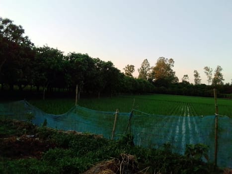 Village Beautiful Scenery - Paddy Field, Village Jungle Flowers, Village Evening, Fruit Tree Garden, Village Sunset, Village River