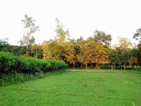 Village Beautiful Scenery - Paddy Field, Village Jungle Flowers, Village Evening, Fruit Tree Garden, Village Sunset, Village River