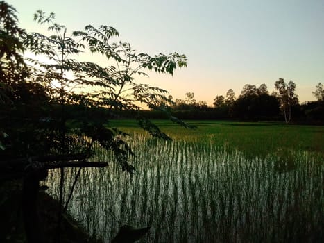 Village Beautiful Scenery - Paddy Field, Village Jungle Flowers, Village Evening, Fruit Tree Garden, Village Sunset, Village River