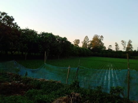 Village Beautiful Scenery - Paddy Field, Village Jungle Flowers, Village Evening, Fruit Tree Garden, Village Sunset, Village River