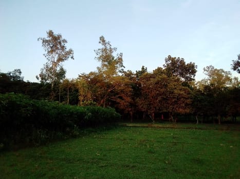 Village Beautiful Scenery - Paddy Field, Village Jungle Flowers, Village Evening, Fruit Tree Garden, Village Sunset, Village River