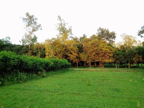 Village Beautiful Scenery - Paddy Field, Village Jungle Flowers, Village Evening, Fruit Tree Garden, Village Sunset, Village River