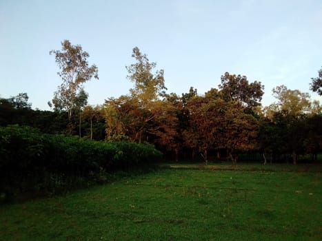 Village Beautiful Scenery - Paddy Field, Village Jungle Flowers, Village Evening, Fruit Tree Garden, Village Sunset, Village River