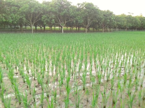 Village Beautiful Scenery - Paddy Field, Village Jungle Flowers, Village Evening, Fruit Tree Garden, Village Sunset, Village River