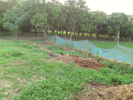 Village Beautiful Scenery - Paddy Field, Village Jungle Flowers, Village Evening, Fruit Tree Garden, Village Sunset, Village River