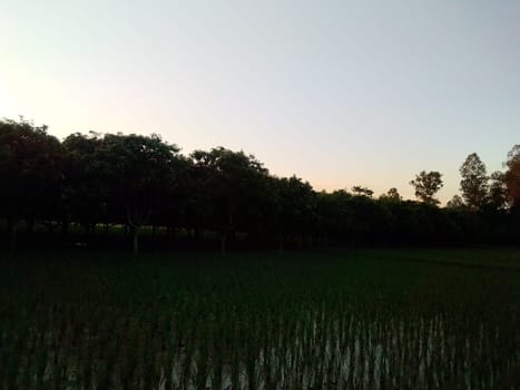 Village Beautiful Scenery - Paddy Field, Village Jungle Flowers, Village Evening, Fruit Tree Garden, Village Sunset, Village River