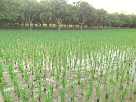 Village Beautiful Scenery - Paddy Field, Village Jungle Flowers, Village Evening, Fruit Tree Garden, Village Sunset, Village River