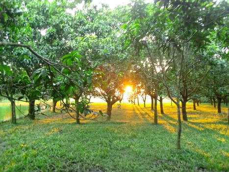 Village Beautiful Scenery - Paddy Field, Village Jungle Flowers, Village Evening, Fruit Tree Garden, Village Sunset, Village River