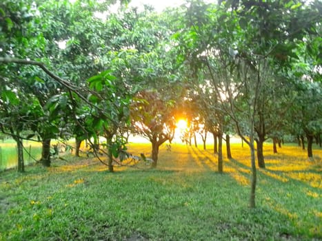 Village Beautiful Scenery - Paddy Field, Village Jungle Flowers, Village Evening, Fruit Tree Garden, Village Sunset, Village River