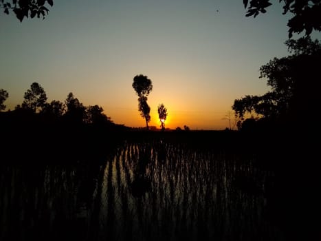 Village Beautiful Scenery - Paddy Field, Village Jungle Flowers, Village Evening, Fruit Tree Garden, Village Sunset, Village River