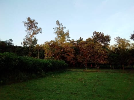 Village Beautiful Scenery - Paddy Field, Village Jungle Flowers, Village Evening, Fruit Tree Garden, Village Sunset, Village River