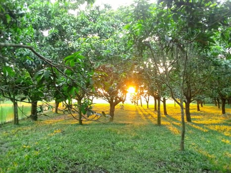 Village Beautiful Scenery - Paddy Field, Village Jungle Flowers, Village Evening, Fruit Tree Garden, Village Sunset, Village River