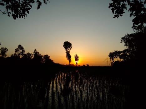 Village Beautiful Scenery - Paddy Field, Village Jungle Flowers, Village Evening, Fruit Tree Garden, Village Sunset, Village River