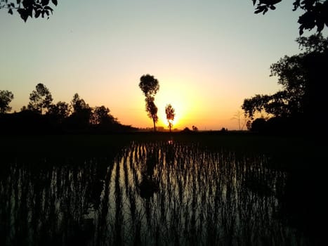 Village Beautiful Scenery - Paddy Field, Village Jungle Flowers, Village Evening, Fruit Tree Garden, Village Sunset, Village River