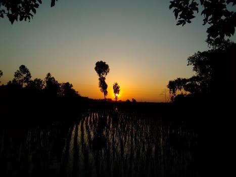Village Beautiful Scenery - Paddy Field, Village Jungle Flowers, Village Evening, Fruit Tree Garden, Village Sunset, Village River