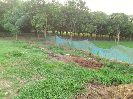 Village Beautiful Scenery - Paddy Field, Village Jungle Flowers, Village Evening, Fruit Tree Garden, Village Sunset, Village River
