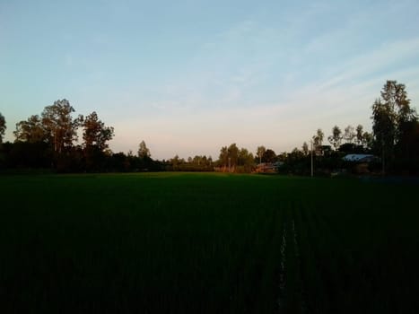 Village Beautiful Scenery - Paddy Field, Village Jungle Flowers, Village Evening, Fruit Tree Garden, Village Sunset, Village River