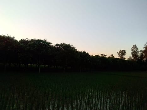 Village Beautiful Scenery - Paddy Field, Village Jungle Flowers, Village Evening, Fruit Tree Garden, Village Sunset, Village River