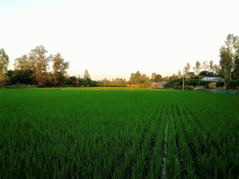 Village Beautiful Scenery - Paddy Field, Village Jungle Flowers, Village Evening, Fruit Tree Garden, Village Sunset, Village River