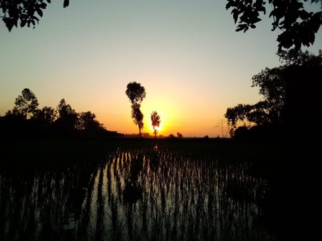 Village Beautiful Scenery - Paddy Field, Village Jungle Flowers, Village Evening, Fruit Tree Garden, Village Sunset, Village River