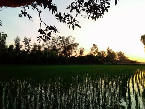 Village Beautiful Scenery - Paddy Field, Village Jungle Flowers, Village Evening, Fruit Tree Garden, Village Sunset, Village River