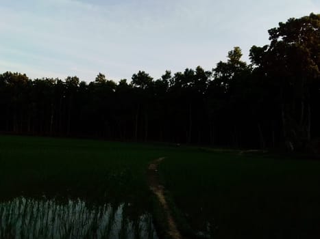 Village Beautiful Scenery - Paddy Field, Village Jungle Flowers, Village Evening, Fruit Tree Garden, Village Sunset, Village River