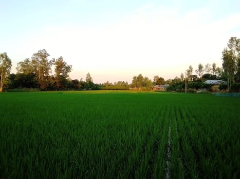 Village Beautiful Scenery - Paddy Field, Village Jungle Flowers, Village Evening, Fruit Tree Garden, Village Sunset, Village River
