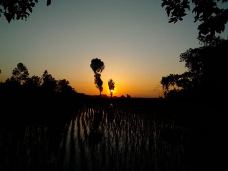 Village Beautiful Scenery - Paddy Field, Village Jungle Flowers, Village Evening, Fruit Tree Garden, Village Sunset, Village River