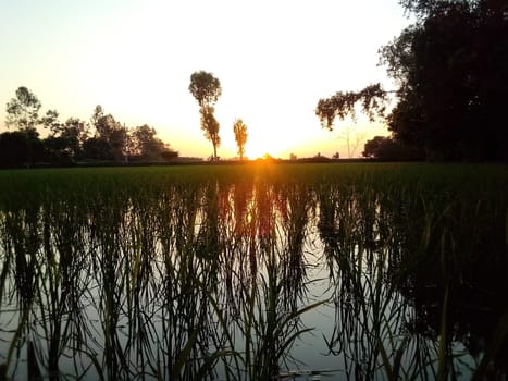 Village Beautiful Scenery - Paddy Field, Village Jungle Flowers, Village Evening, Fruit Tree Garden, Village Sunset, Village River
