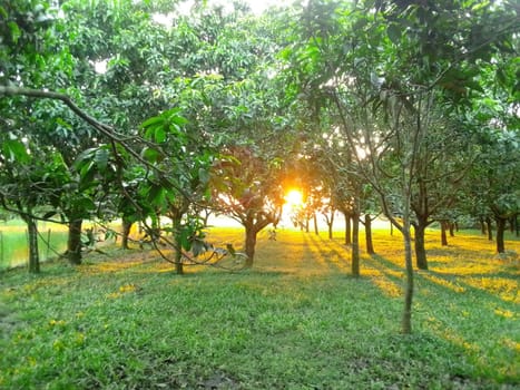 Village Beautiful Scenery - Paddy Field, Village Jungle Flowers, Village Evening, Fruit Tree Garden, Village Sunset, Village River