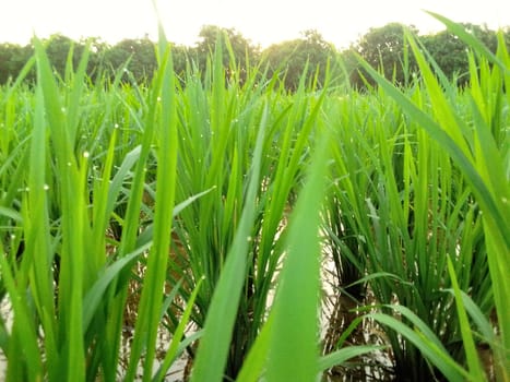Village Beautiful Scenery - Paddy Field, Village Jungle Flowers, Village Evening, Fruit Tree Garden, Village Sunset, Village River