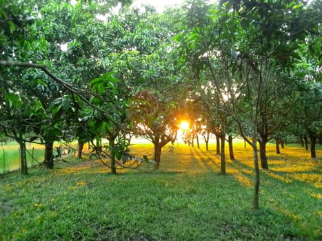 Village Beautiful Scenery - Paddy Field, Village Jungle Flowers, Village Evening, Fruit Tree Garden, Village Sunset, Village River