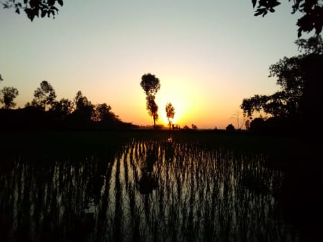 Village Beautiful Scenery - Paddy Field, Village Jungle Flowers, Village Evening, Fruit Tree Garden, Village Sunset, Village River