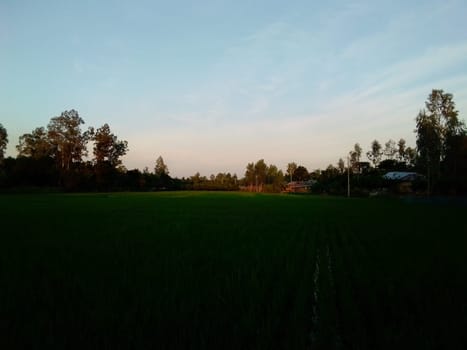 Village Beautiful Scenery - Paddy Field, Village Jungle Flowers, Village Evening, Fruit Tree Garden, Village Sunset, Village River
