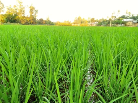 Village Beautiful Scenery - Paddy Field, Village Jungle Flowers, Village Evening, Fruit Tree Garden, Village Sunset, Village River