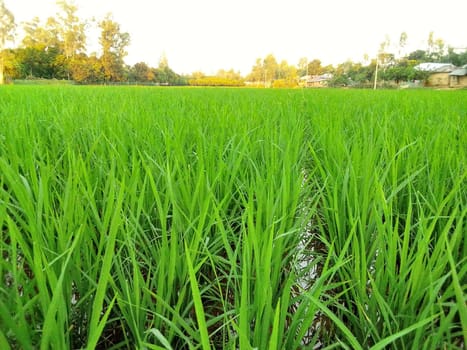 Village Beautiful Scenery - Paddy Field, Village Jungle Flowers, Village Evening, Fruit Tree Garden, Village Sunset, Village River