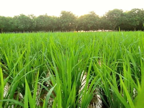 Village Beautiful Scenery - Paddy Field, Village Jungle Flowers, Village Evening, Fruit Tree Garden, Village Sunset, Village River