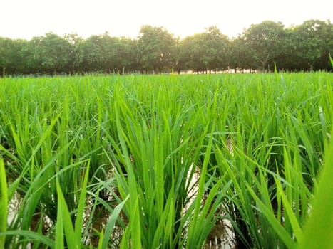 Village Beautiful Scenery - Paddy Field, Village Jungle Flowers, Village Evening, Fruit Tree Garden, Village Sunset, Village River