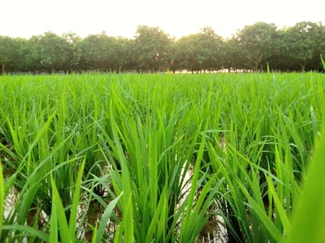 Village Beautiful Scenery - Paddy Field, Village Jungle Flowers, Village Evening, Fruit Tree Garden, Village Sunset, Village River