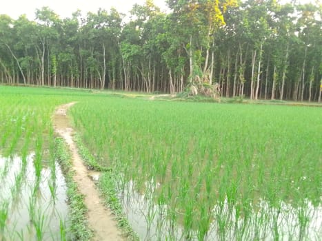 Village Beautiful Scenery - Paddy Field, Village Jungle Flowers, Village Evening, Fruit Tree Garden, Village Sunset, Village River