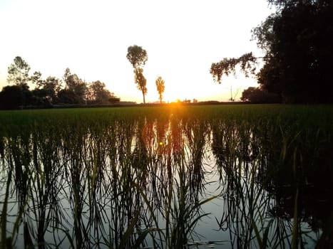 Village Beautiful Scenery - Paddy Field, Village Jungle Flowers, Village Evening, Fruit Tree Garden, Village Sunset, Village River