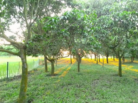 Village Beautiful Scenery - Paddy Field, Village Jungle Flowers, Village Evening, Fruit Tree Garden, Village Sunset, Village River