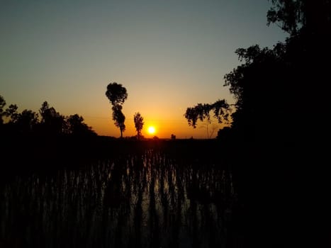 Village Beautiful Scenery - Paddy Field, Village Jungle Flowers, Village Evening, Fruit Tree Garden, Village Sunset, Village River
