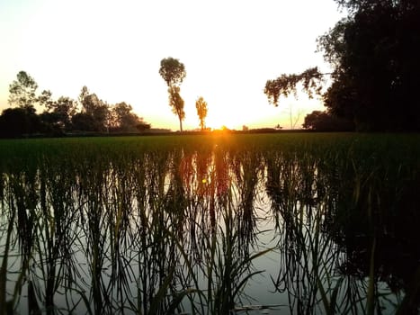 Village Beautiful Scenery - Paddy Field, Village Jungle Flowers, Village Evening, Fruit Tree Garden, Village Sunset, Village River