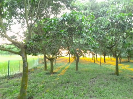 Village Beautiful Scenery - Paddy Field, Village Jungle Flowers, Village Evening, Fruit Tree Garden, Village Sunset, Village River