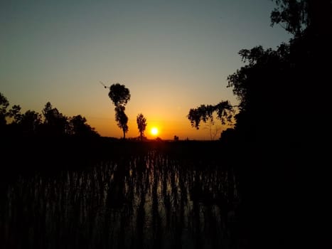 Village Beautiful Scenery - Paddy Field, Village Jungle Flowers, Village Evening, Fruit Tree Garden, Village Sunset, Village River